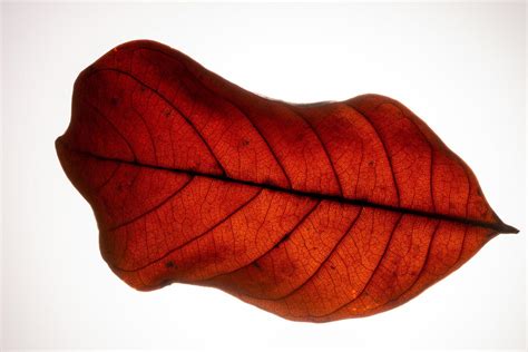 Red leaf on white background 1401416 Stock Photo at Vecteezy