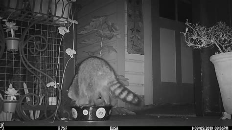 Raccoon playing with stuffed toy - YouTube