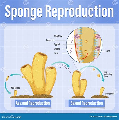 Sponge Sexual Reproduction