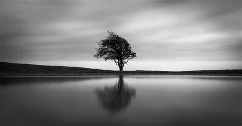 Black And White Tree 4k Wallpapers - Wallpaper Cave