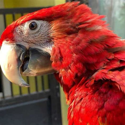 Scarlet Macaw Parrot - Trained Parrots for sale | USA | EUROPE | UK ...