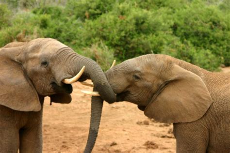 File:Elephants mating ritual 2.jpg - Wikipedia