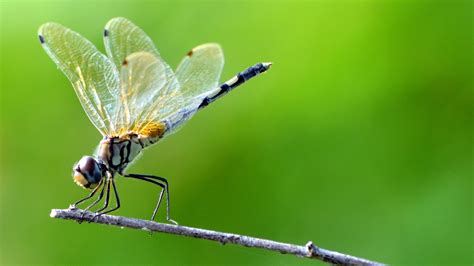 The Significance of Dragonfly Symbolism