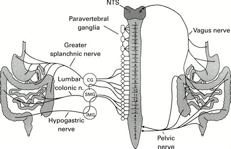 Download Innervation of the Gastrointestinal Tract - claswathebi50's soup