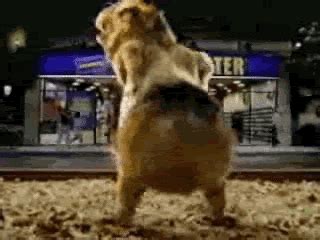 Dancing GIFs - Find & Share on GIPHY