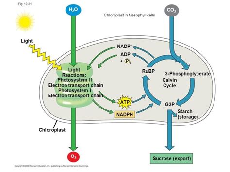 Mechanism of Photosynthesis: Light Dependent Phase : Plantlet