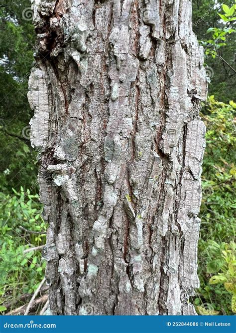 Tree Identification. Bark. Winged Elm Stock Photo - Image of rough ...