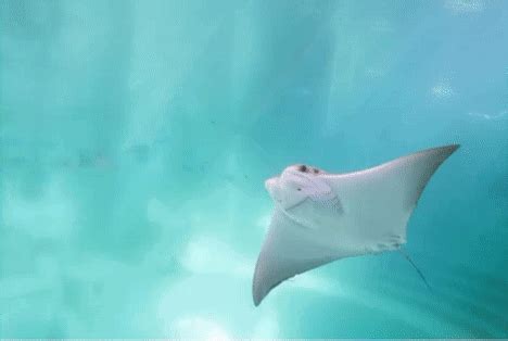 Mellowgoop Stingray GIF - Mellowgoop Stingray Ray - Discover & Share GIFs