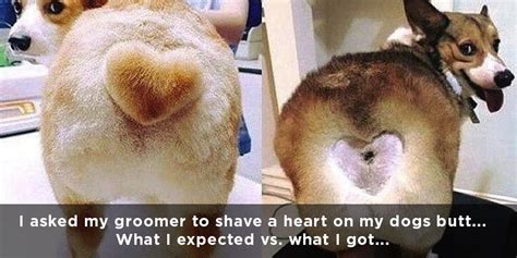 These pet grooming fails are hilarious! – Pethority News