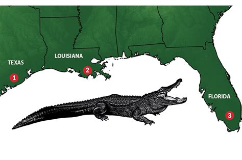 Which States Have The Most Alligators - brasilfootballworldcup