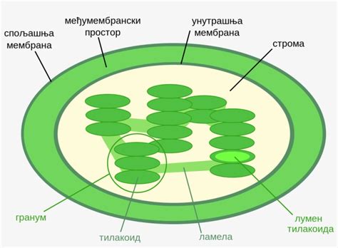 Chloroplasts - Thylakoid Space In Chloroplast - Free Transparent PNG ...