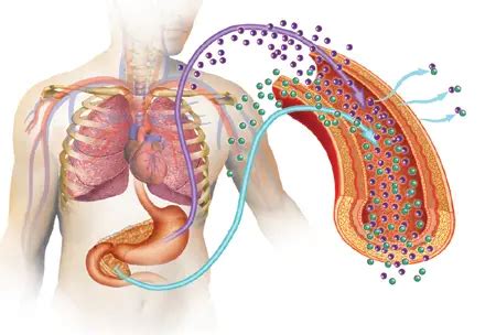 Stevia and diabetes need more studies to explore exact relationship