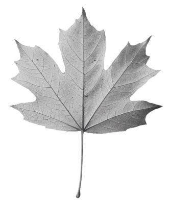 Black And White Leaf PNGs for Free Download