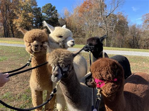 Alpaca Farm Tour