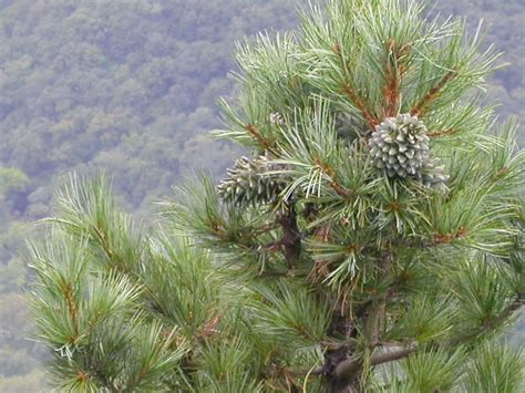 Russia introduces ban on Korean Pine logging | WWF