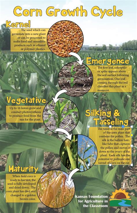 Corn Growth Stages | Kansas Agriculture in the Classroom