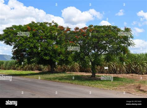 Trees and sugar cane field at Mhlume on Swaziland Stock Photo - Alamy