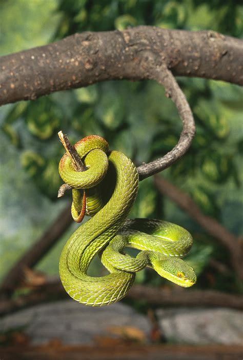 Green Tree Viper Trimeresurus Albolabris Photograph by John Mitchell - Pixels