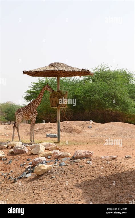 eating Giraffe at Al Ain Zoo Stock Photo - Alamy