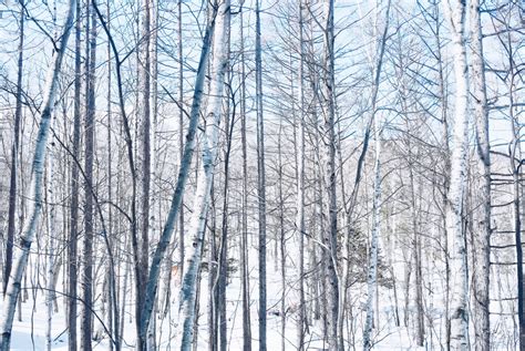 Hokkaido: Winter in Japan. – ching