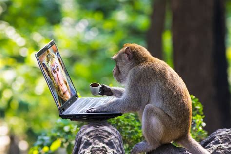 Monkeys play computer-shutterstock_490417189 - FundCalibre