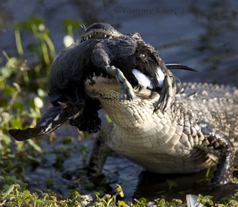 i heart florida birds: Life & Death at the Wetlands (contains graphic material)