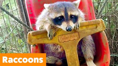 Silly Raccoon Reactions | Funny Pet Videos - YouTube