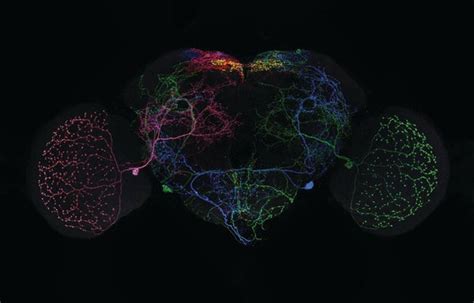 See an Amazingly Detailed Map of the Fruit Fly Brain | Scientific American