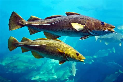 New England's Cod Are Fleeing to Cooler Waters