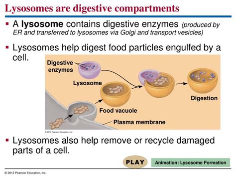 PPT - Details of the Endomembrane System PowerPoint Presentation - ID ...