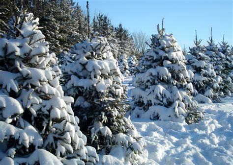 Newsroom : Ontario Celebrates Second Annual Christmas Tree Day