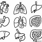 Coloring Page Of human organs Download Or Print For Free sketch template