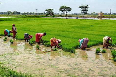 Timely Monsoon 2020 Helped Bihar Farmers to Increase Paddy Cultivation