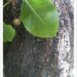 Callery Pear Tree Identification || Identifying Pyrus calleryana