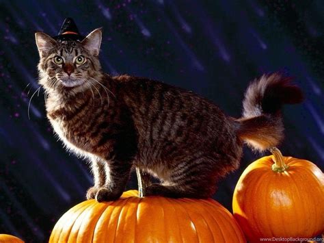 Halloween Cats Wallpapers - Wallpaper Cave