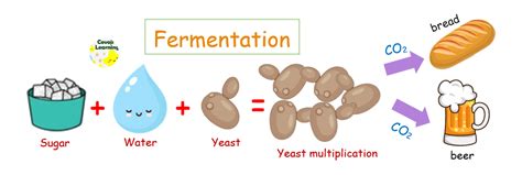 What is Yeast? | Covoji Learning