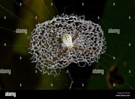 An orb weaver spider, Argiope savignyi, in its orb web nest Stock Photo - Alamy