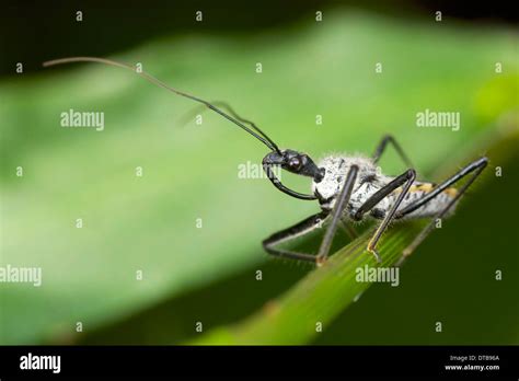 Reduviidae Assassin bug Stock Photo - Alamy