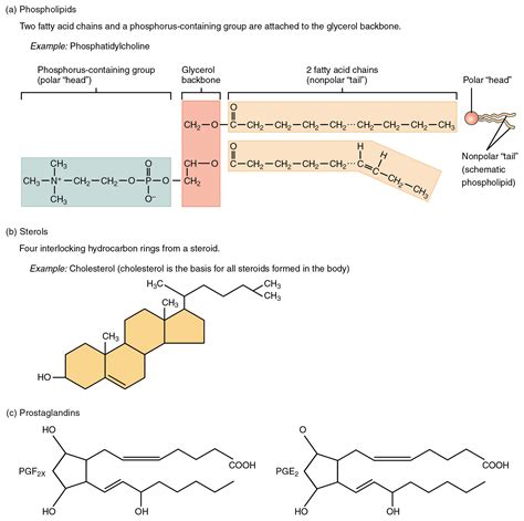 Organic Compounds Essential to Human Functioning · Anatomy and Physiology