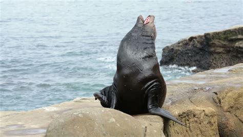 Sea Lion Clapping Stock Footage Video 13704764 - Shutterstock