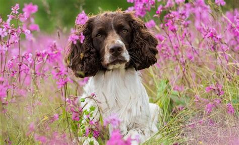 27+ English Springer Spaniel Dog Names