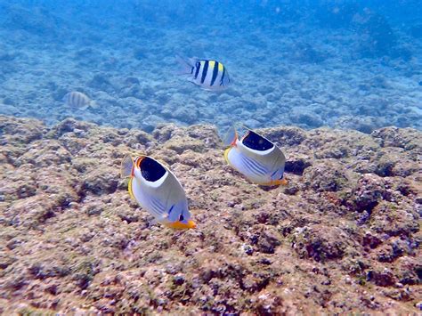 Snorkeling at Poipu Beach on Kauai – sowhatshouldwedo.com