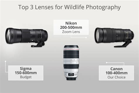 9 Best Lenses for Wildlife Photography in 2024