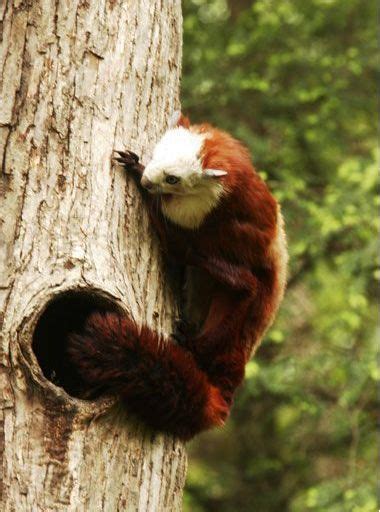 Red-and-white Giant Flying Squirrel (Tangjiahe Mammals) · iNaturalist