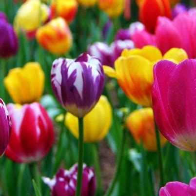 Mixed Tulip Seeds, 100pcs/pack – UrbanGardenSeed