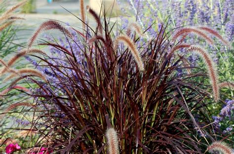 How to Grow Purple Fountain Grass in the North