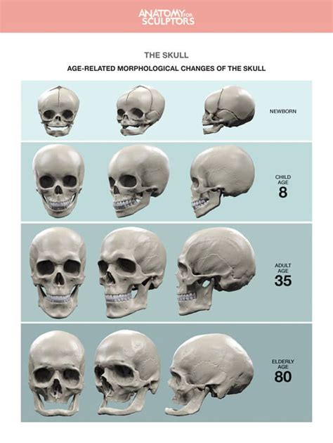 an image of different types of skulls with numbers on them and the names in each