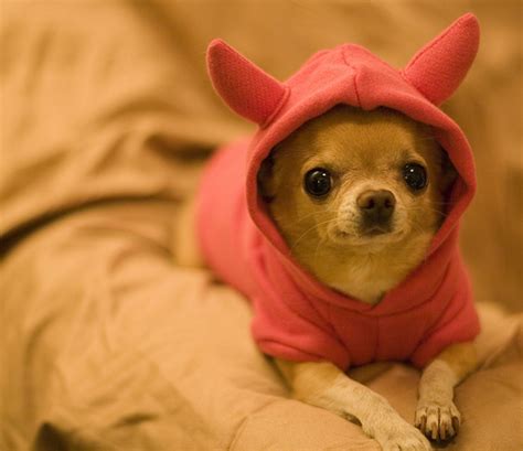 The dog in world: Chihuahua dogs