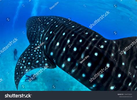 Whale Shark Oslob Philippines Stock Photo (Edit Now) 1344733031