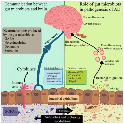 Modulation of the microbiota-gut-brain axis by antibiotics and probiotics. | Download Scientific ...